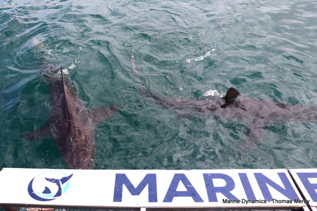 Shark cage diving, South Africa, Gansbaai