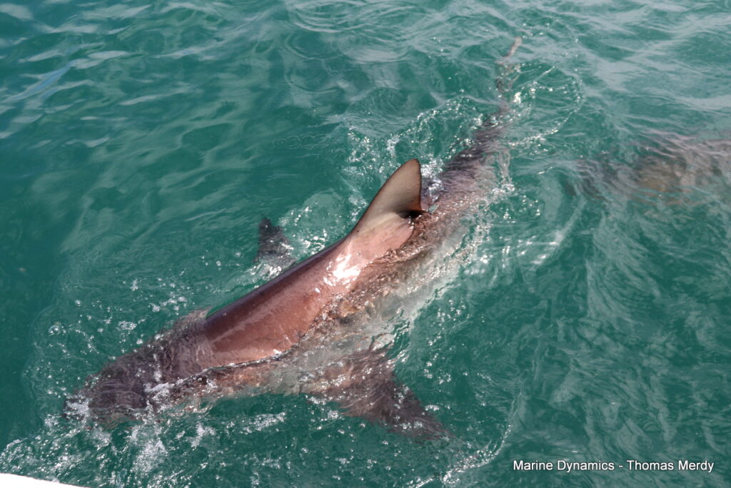 Shark cage diving, South Africa, Gansbaai
