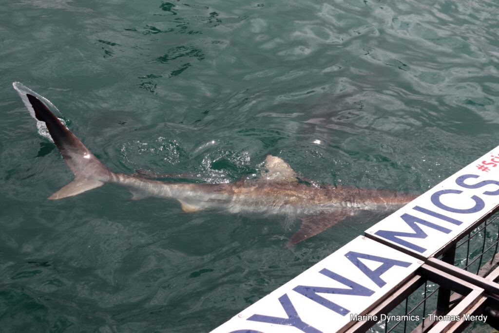 Shark cage diving, South Africa, Gansbaai