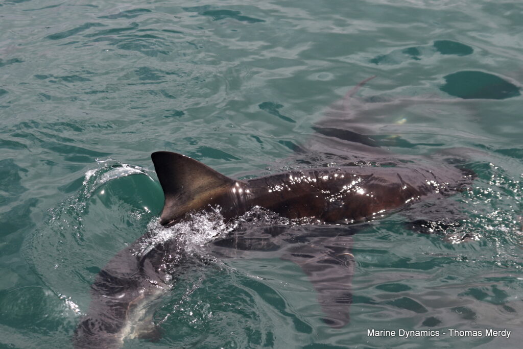 Shark cage diving, South Africa, Gansbaai