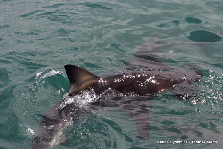 Shark cage diving, South Africa, Gansbaai