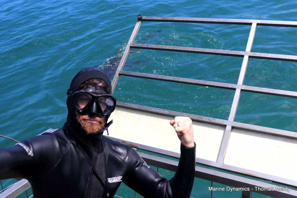 Shark cage diving, South Africa, Gansbaai