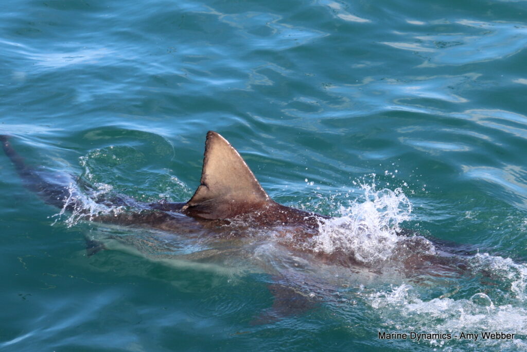 Shark cage diving, Gansbaai, South Africa