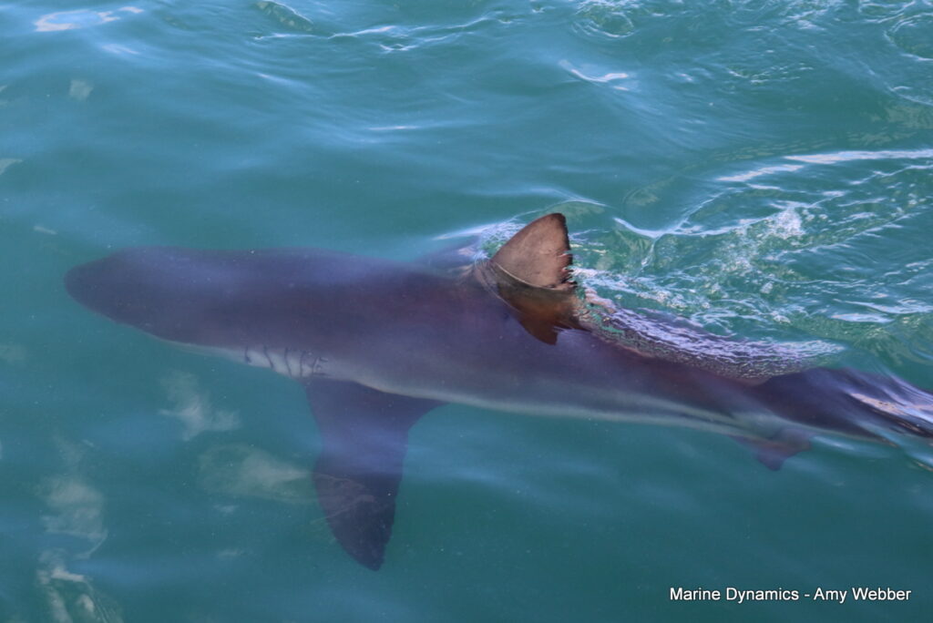 Shark cage diving, Gansbaai, South Africa