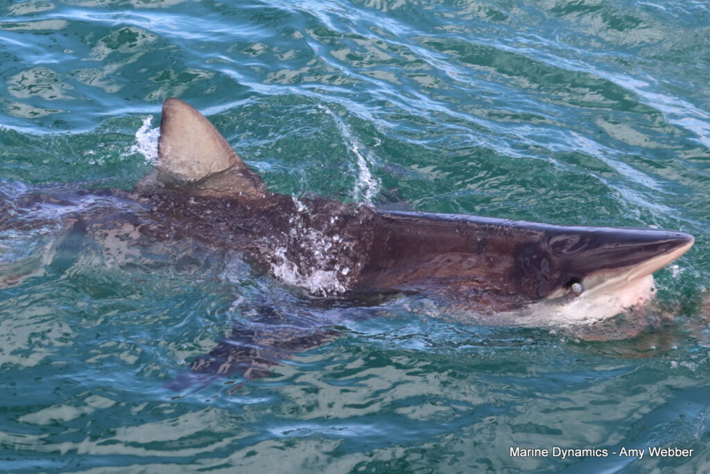 Shark cage diving, Gansbaai, South Africa