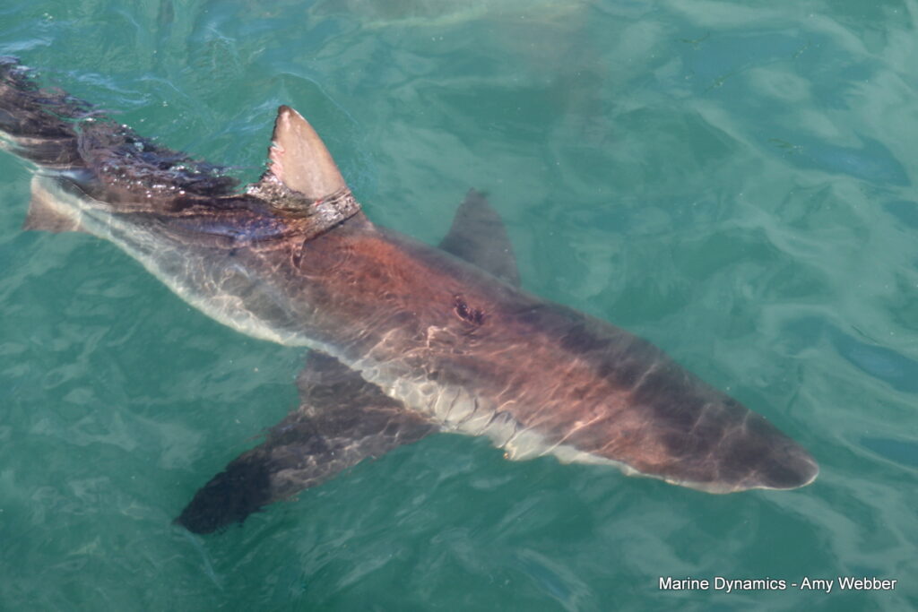 Shark cage diving, Gansbaai, South Africa