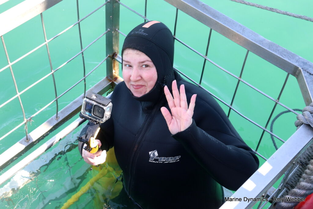 Shark cage diving, Gansbaai, South Africa