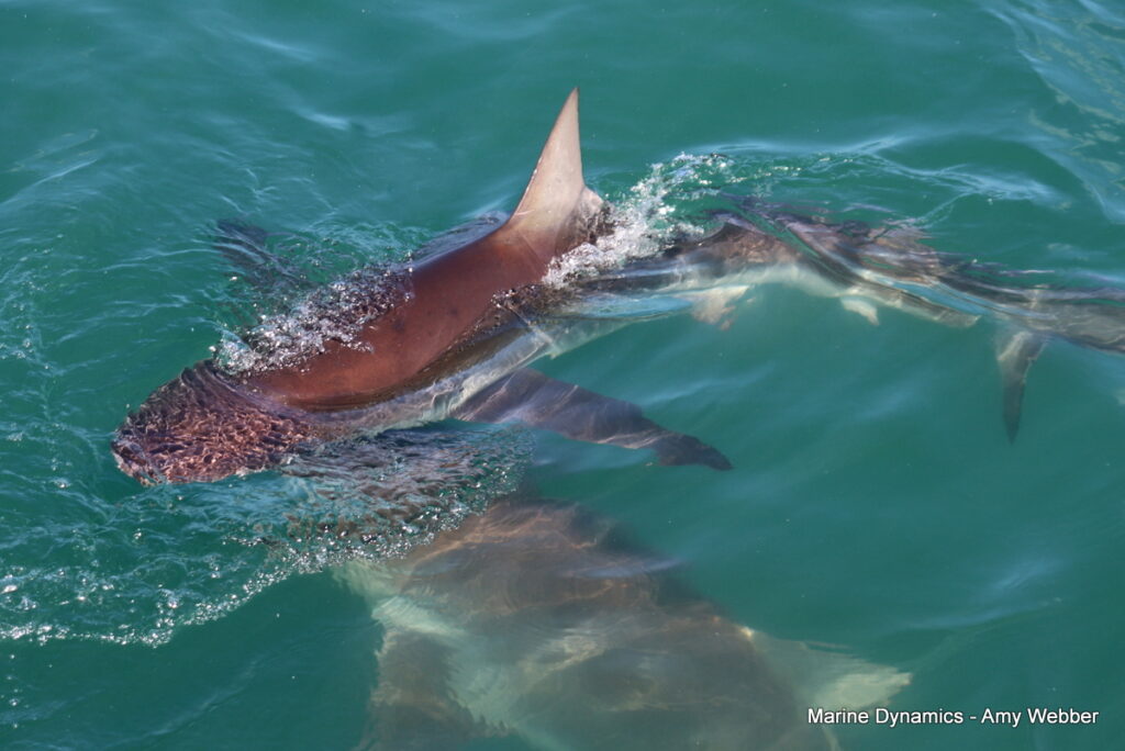 Shark cage diving, Gansbaai, South Africa