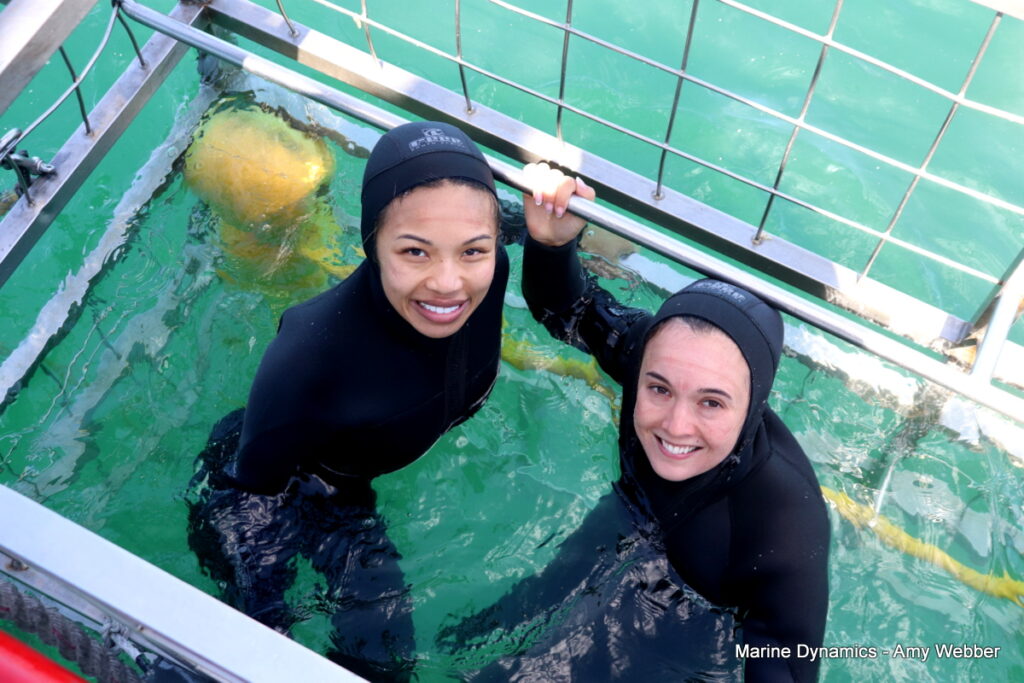 Shark cage diving, Gansbaai, South Africa