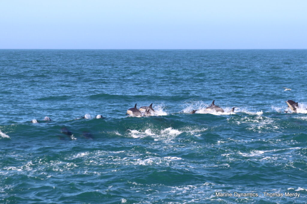 Shark cage diving, South Africa, Gansbaai