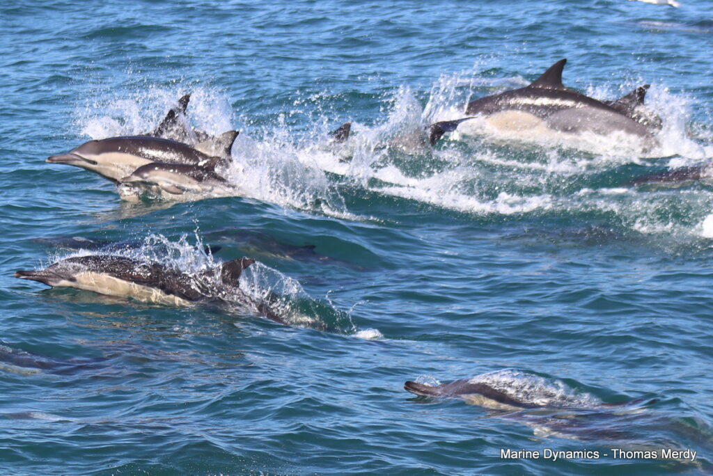Shark cage diving, South Africa, Gansbaai