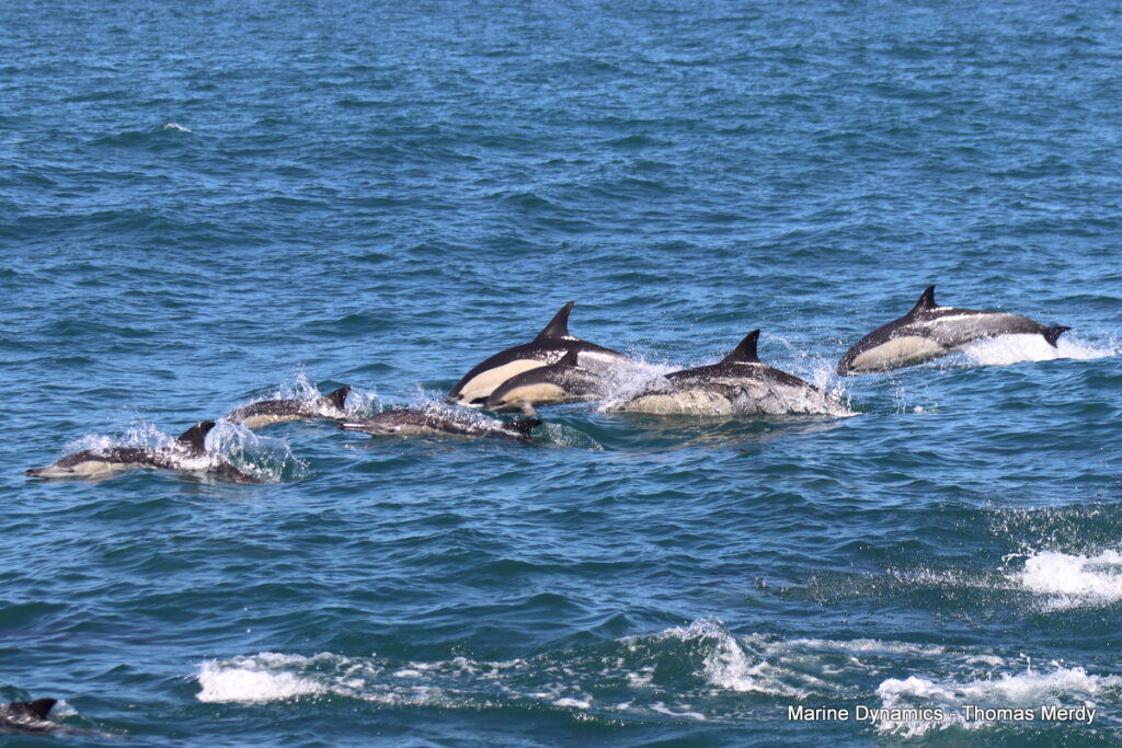 Shark cage diving, South Africa, Gansbaai