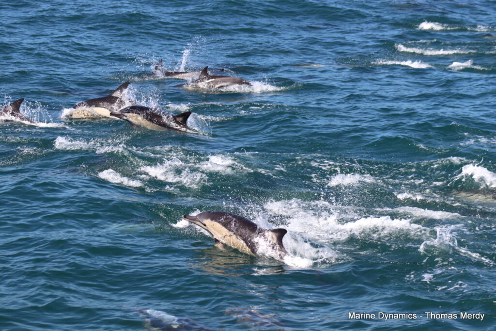 Shark cage diving, South Africa, Gansbaai