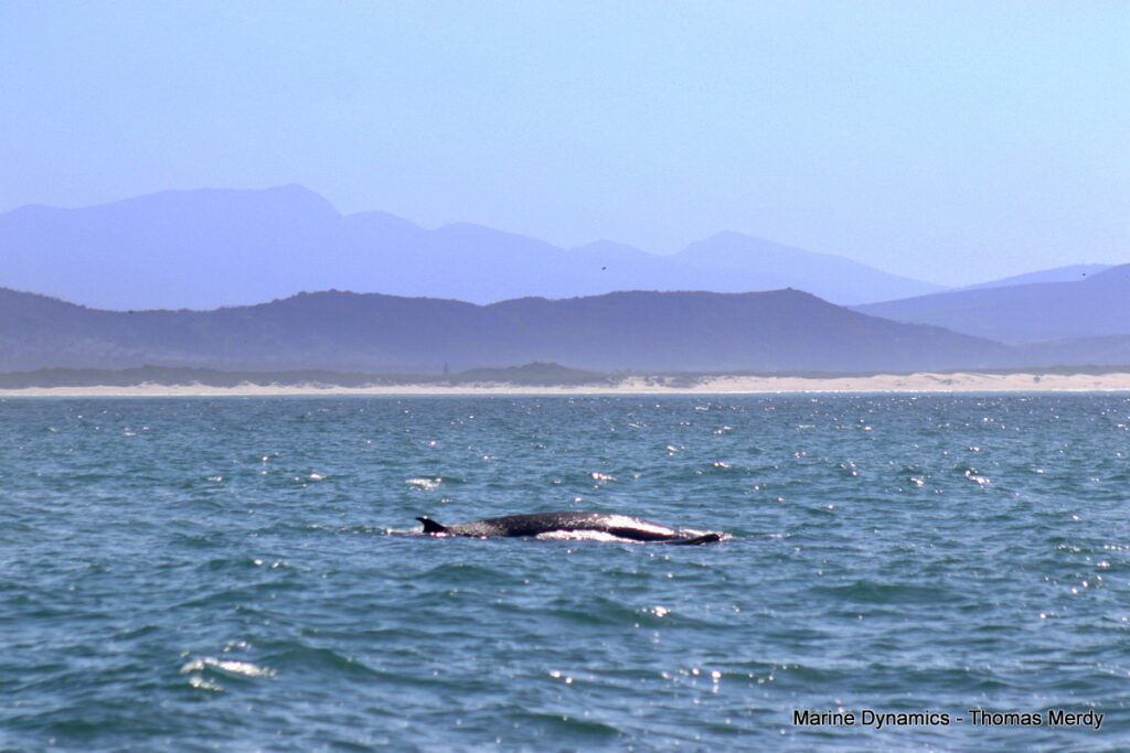 Shark cage diving, South Africa, Gansbaai
