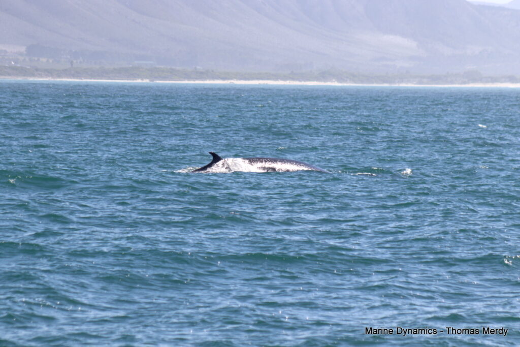 Shark cage diving, South Africa, Gansbaai