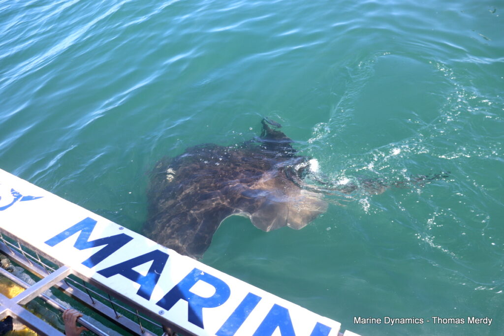 Shark cage diving, South Africa, Gansbaai