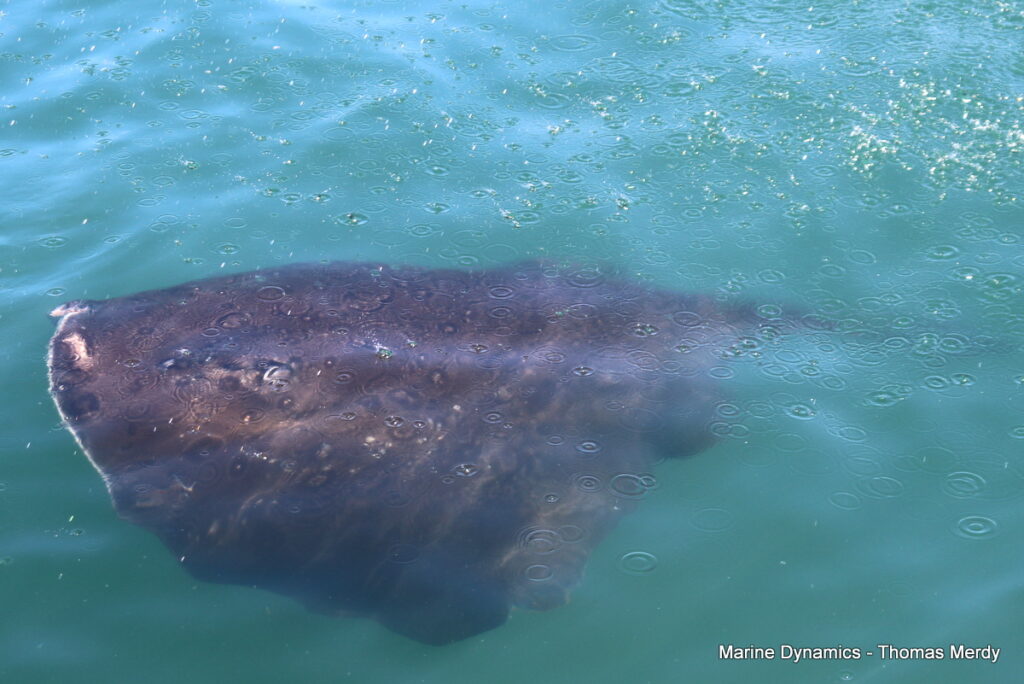 Shark cage diving, South Africa, Gansbaai