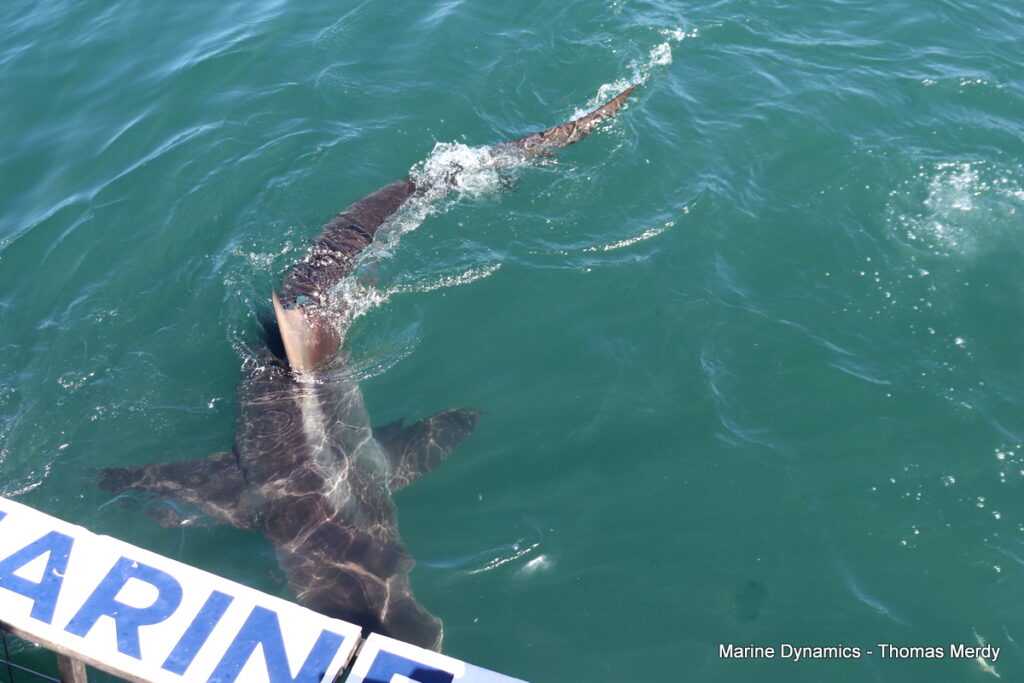 Shark cage diving, South Africa, Gansbaai
