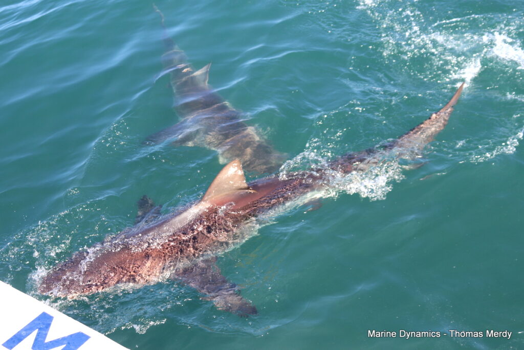Shark cage diving, South Africa, Gansbaai
