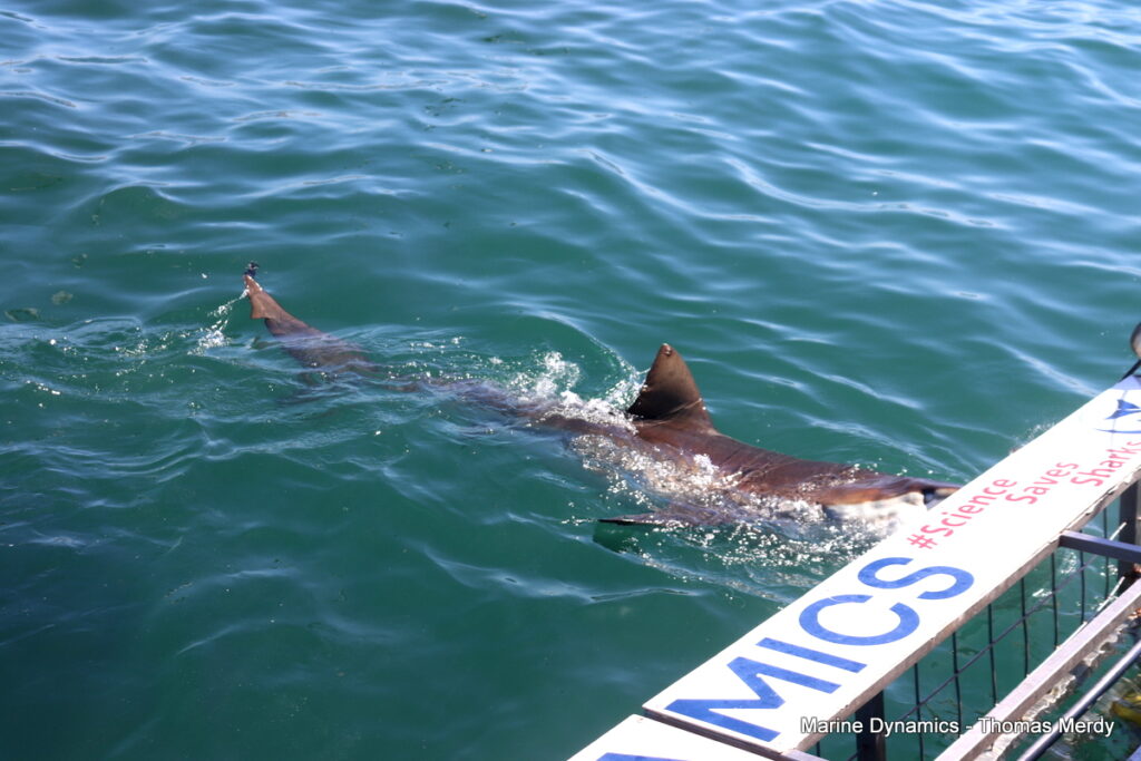 Shark cage diving, South Africa, Gansbaai
