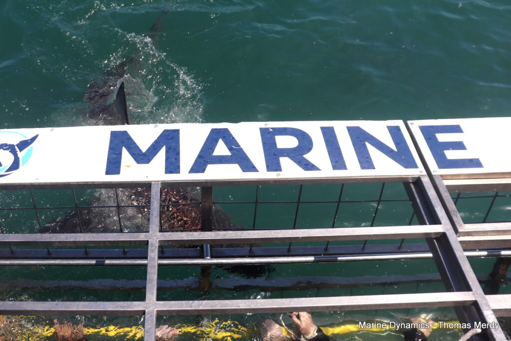 Shark cage diving, South Africa, Gansbaai