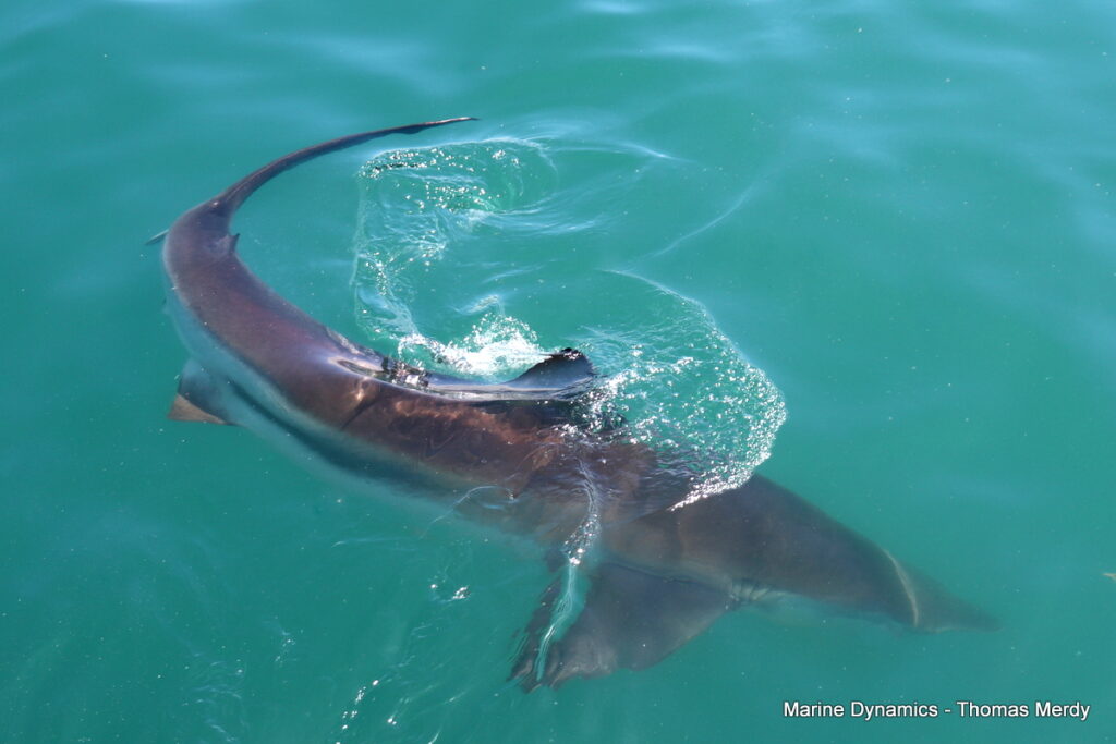 Shark cage diving, South Africa, Gansbaai