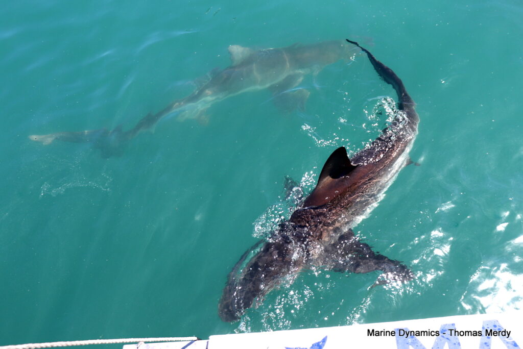 Shark cage diving, South Africa, Gansbaai