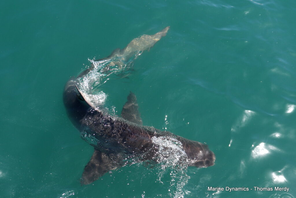 Shark cage diving, South Africa, Gansbaai