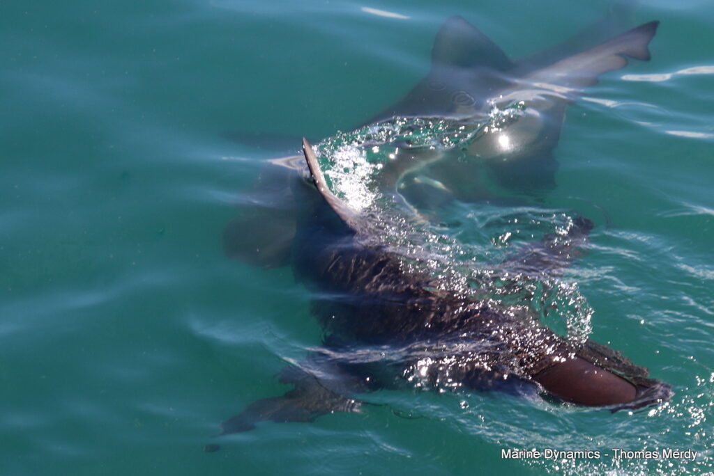 Shark cage diving, South Africa, Gansbaai