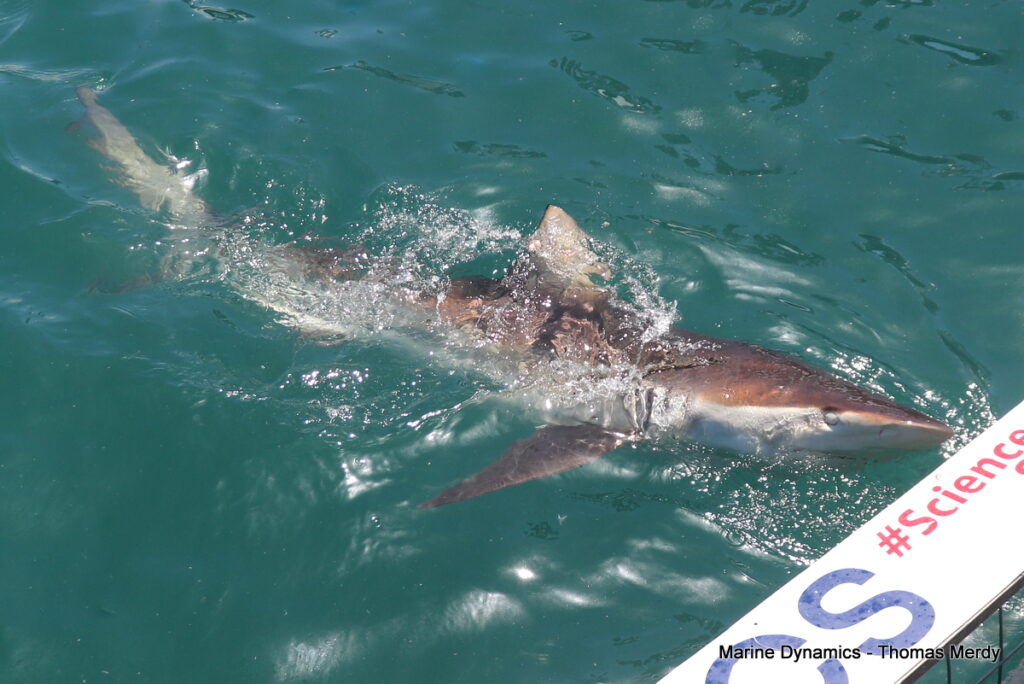 Shark cage diving, South Africa, Gansbaai