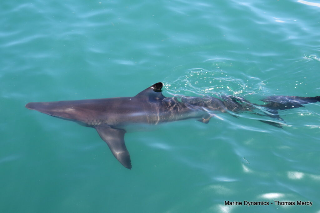 Shark cage diving, South Africa, Gansbaai