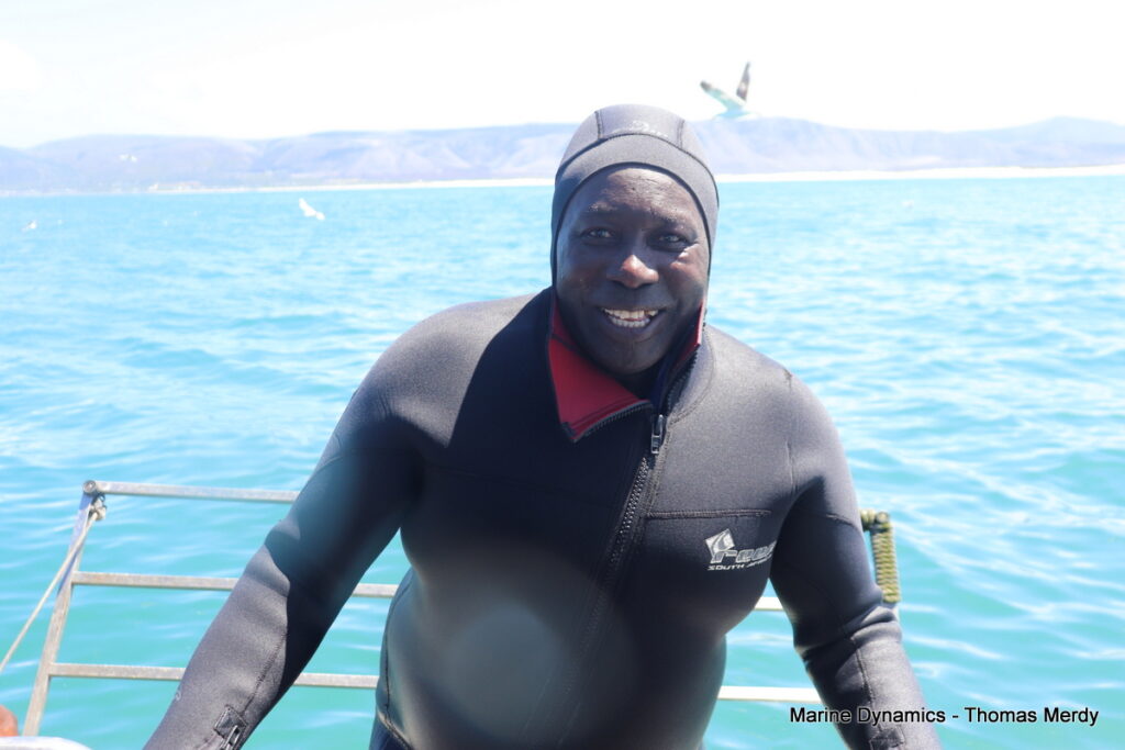 Shark cage diving, South Africa, Gansbaai