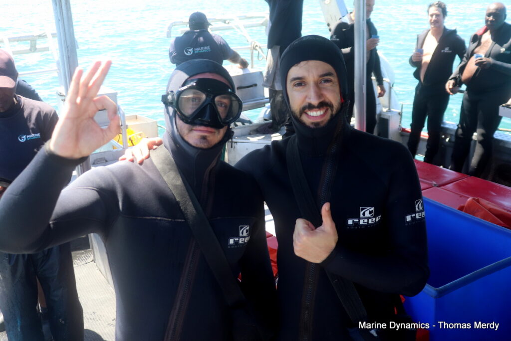 Shark cage diving, South Africa, Gansbaai