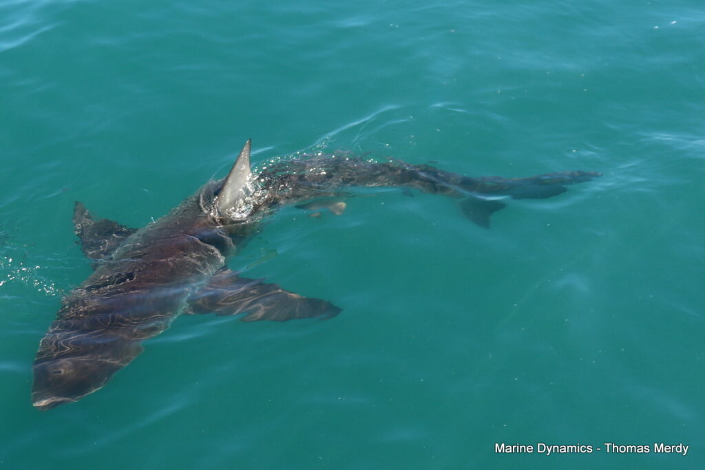 Shark cage diving, South Africa, Gansbaai