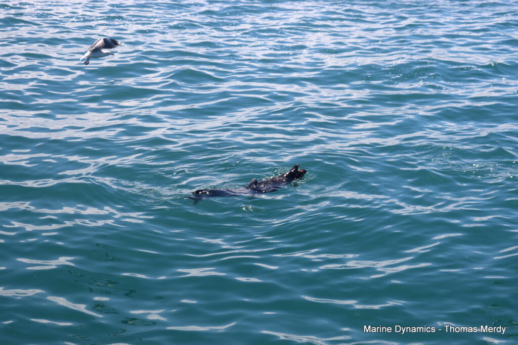 Shark cage diving, South Africa, Gansbaai