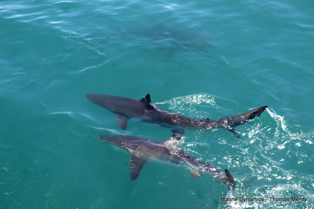 Shark cage diving, South Africa, Gansbaai