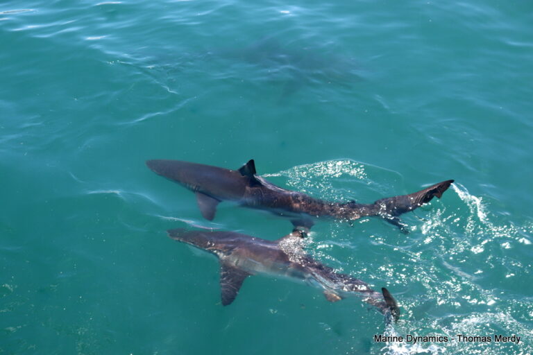 Shark cage diving, South Africa, Gansbaai