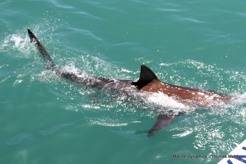 Shark cage diving, South Africa, Gansbaai