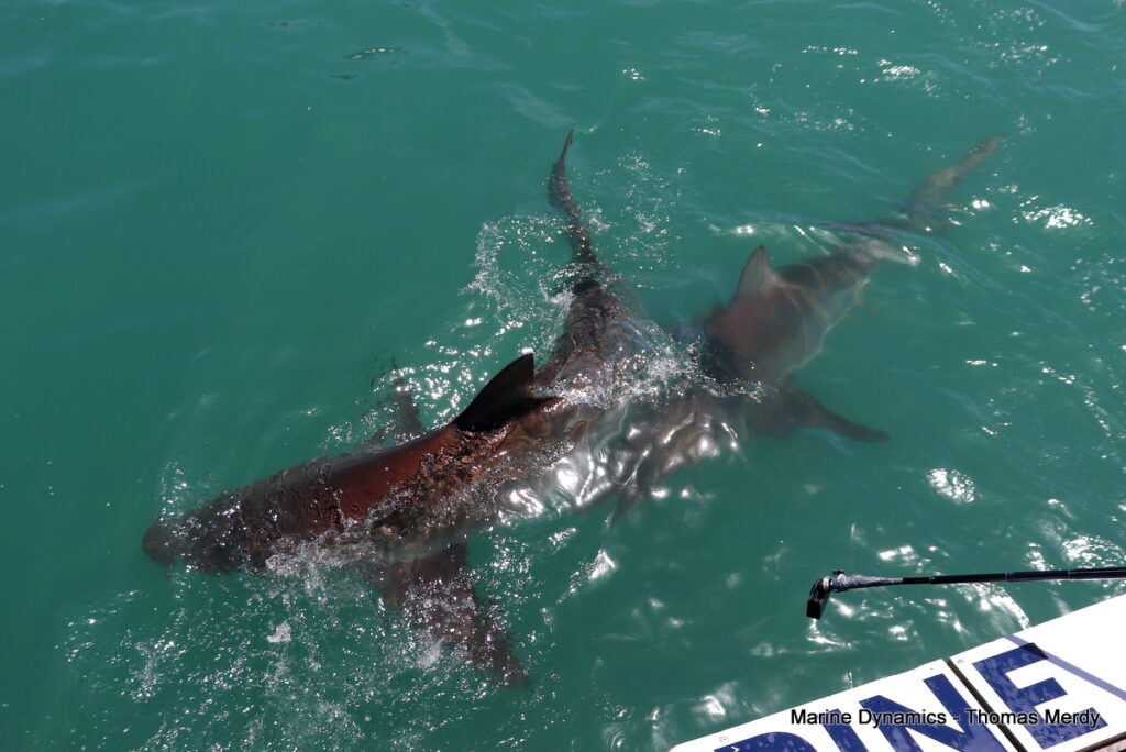 Shark cage diving, South Africa, Gansbaai