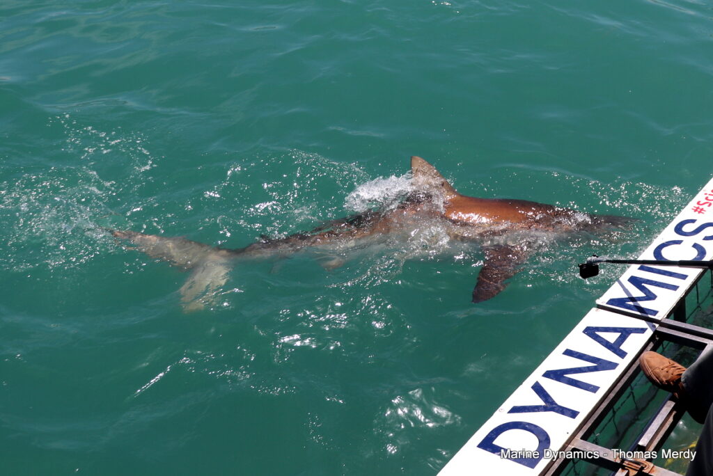 Shark cage diving, South Africa, Gansbaai