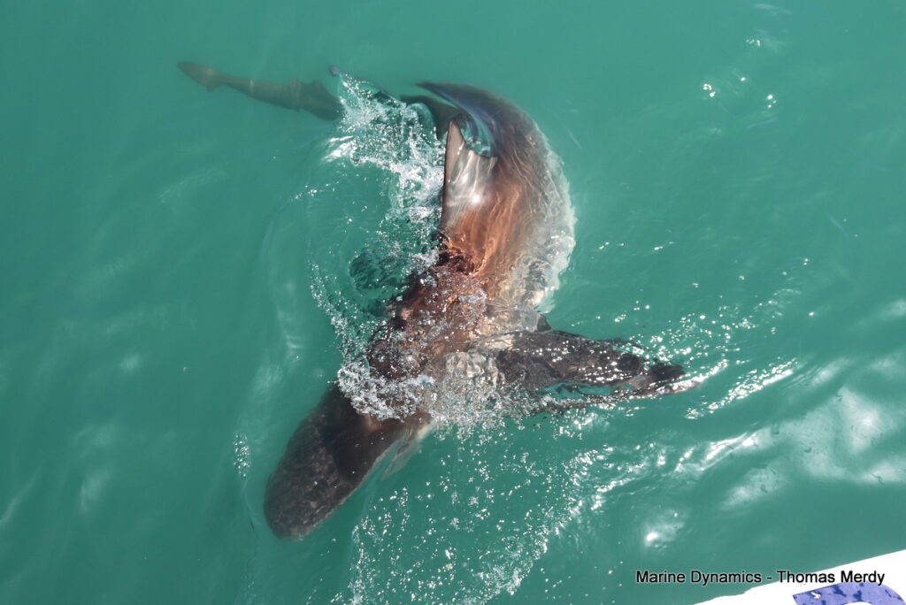 Shark cage diving, South Africa, Gansbaai