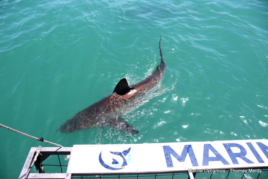 Shark cage diving, South Africa, Gansbaai