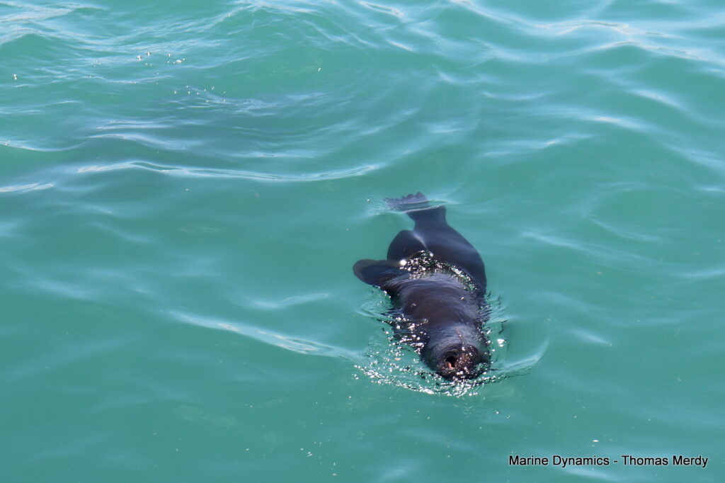 Shark cage diving, South Africa, Gansbaai