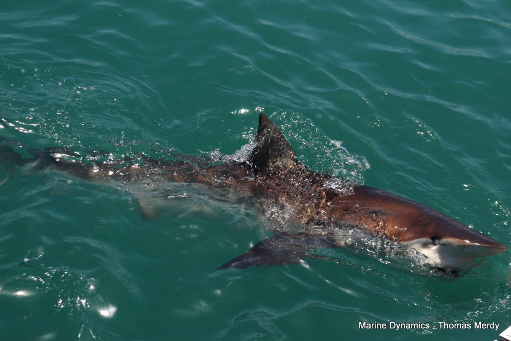 Shark cage diving, South Africa, Gansbaai