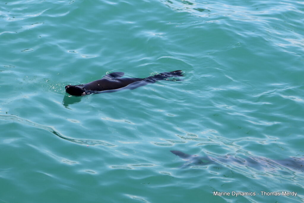 Shark cage diving, South Africa, Gansbaai