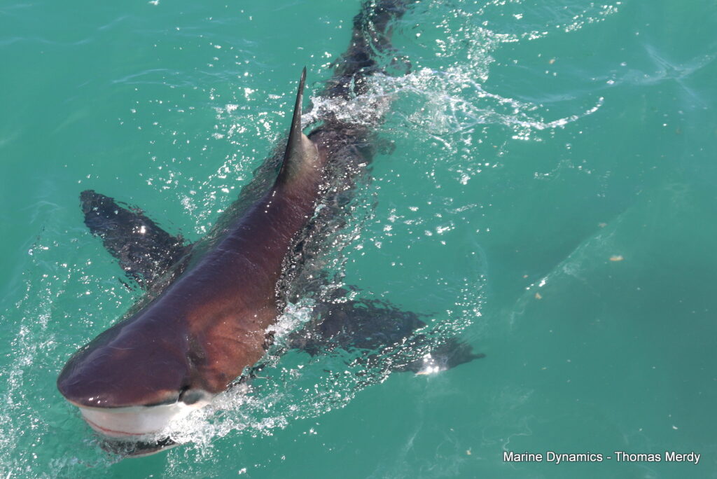 Shark cage diving, South Africa, Gansbaai