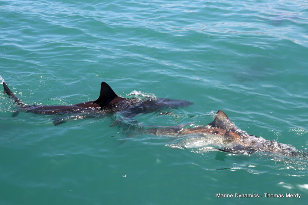 Shark cage diving, South Africa, Gansbaai