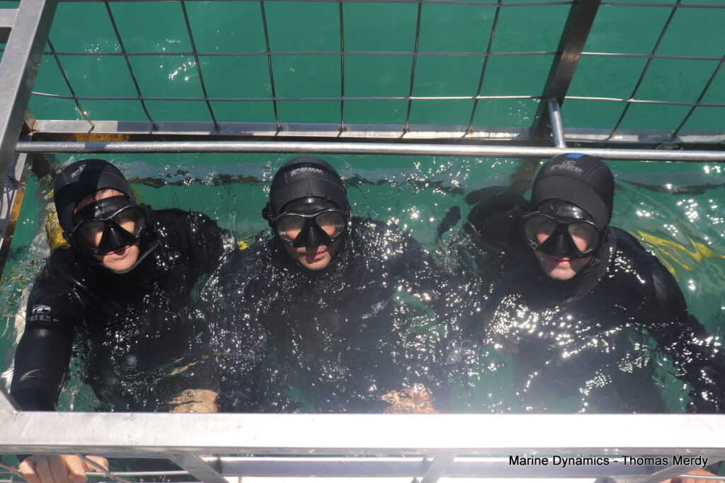 Shark cage diving, South Africa, Gansbaai