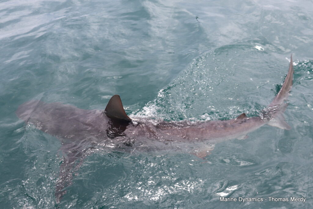 Shark cage diving, South Africa, Gansbaai