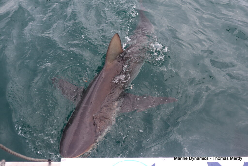 Shark cage diving, South Africa, Gansbaai